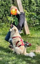 LOKI, Hund, Mischlingshund in Itzstedt - Bild 4