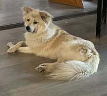 LOKI, Hund, Mischlingshund in Itzstedt - Bild 5