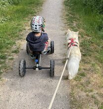 LOKI, Hund, Mischlingshund in Itzstedt - Bild 7