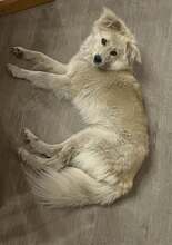 LOKI, Hund, Mischlingshund in Itzstedt - Bild 9
