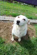 MONA, Hund, Mischlingshund in Rumänien - Bild 4