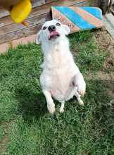 MONA, Hund, Mischlingshund in Rumänien - Bild 7