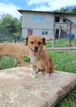 NICKI, Hund, Mischlingshund in Rumänien - Bild 1