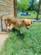 NICKI, Hund, Mischlingshund in Rumänien - Bild 2