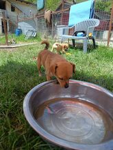NICKI, Hund, Mischlingshund in Rumänien - Bild 5
