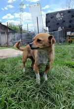 NICKI, Hund, Mischlingshund in Rumänien - Bild 8