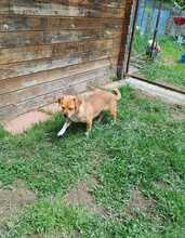 NICKI, Hund, Mischlingshund in Rumänien - Bild 9