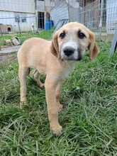 HITACHI, Hund, Mischlingshund in Rumänien - Bild 1
