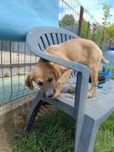 HITACHI, Hund, Mischlingshund in Rumänien - Bild 6