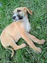 HITACHI, Hund, Mischlingshund in Rumänien - Bild 7