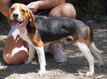 NAWAL, Hund, Beagle-Mix in Zypern - Bild 2