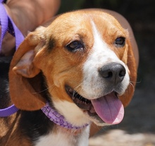 NAWAL, Hund, Beagle-Mix in Zypern - Bild 3