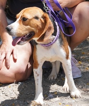 NAWAL, Hund, Beagle-Mix in Zypern - Bild 4