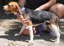 NAWAL, Hund, Beagle-Mix in Zypern - Bild 5