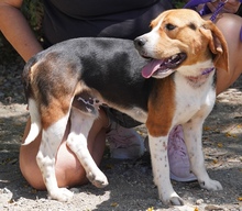 NAWAL, Hund, Beagle-Mix in Zypern - Bild 6
