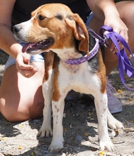 NAWAL, Hund, Beagle-Mix in Zypern - Bild 7