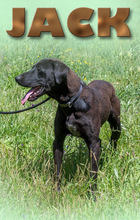 JACK, Hund, Mischlingshund in Portugal - Bild 2