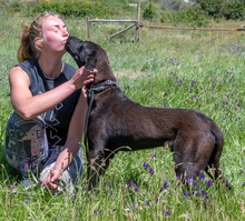 JACK, Hund, Mischlingshund in Portugal - Bild 3