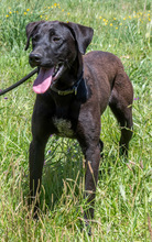 JACK, Hund, Mischlingshund in Portugal - Bild 4