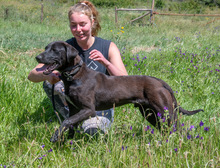 JACK, Hund, Mischlingshund in Portugal - Bild 5