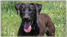 JACK, Hund, Mischlingshund in Portugal - Bild 6
