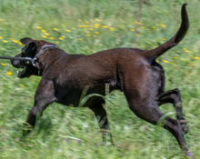 JACK, Hund, Mischlingshund in Portugal - Bild 7