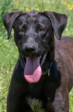 JACK, Hund, Mischlingshund in Ihringen