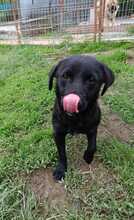 MAIKA, Hund, Mischlingshund in Gelnhausen - Bild 1
