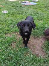 MAIKA, Hund, Mischlingshund in Gelnhausen - Bild 2