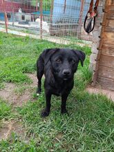 MAIKA, Hund, Mischlingshund in Gelnhausen - Bild 3