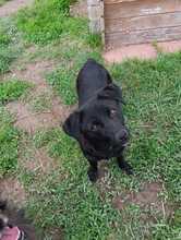 MAIKA, Hund, Mischlingshund in Gelnhausen - Bild 4