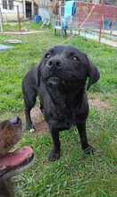MAIKA, Hund, Mischlingshund in Gelnhausen - Bild 5