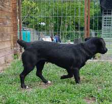 MAIKA, Hund, Mischlingshund in Gelnhausen - Bild 7