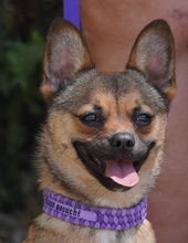 MAILO2, Hund, Spitz-Franz.Bulldogge-Mix in Zypern - Bild 1