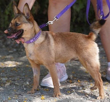 MAILO2, Hund, Spitz-Franz.Bulldogge-Mix in Zypern - Bild 2