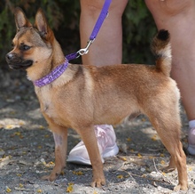 MAILO2, Hund, Spitz-Franz.Bulldogge-Mix in Zypern - Bild 5