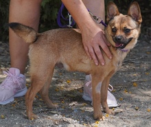 MAILO2, Hund, Spitz-Franz.Bulldogge-Mix in Zypern - Bild 7