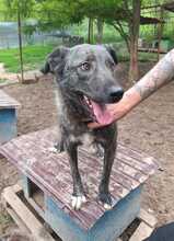 MARVIN, Hund, Mischlingshund in Rumänien - Bild 2