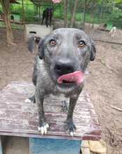 MARVIN, Hund, Mischlingshund in Rumänien - Bild 4
