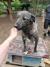 MARVIN, Hund, Mischlingshund in Rumänien - Bild 6