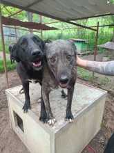 MARVIN, Hund, Mischlingshund in Rumänien - Bild 7