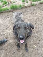 MUCKY, Hund, Mischlingshund in Rumänien - Bild 1