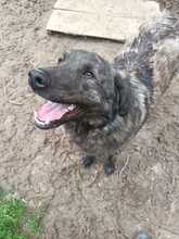 MUCKY, Hund, Mischlingshund in Rumänien - Bild 10