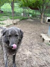 MUCKY, Hund, Mischlingshund in Rumänien - Bild 11