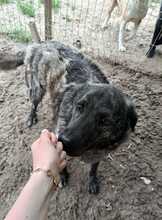 MUCKY, Hund, Mischlingshund in Rumänien - Bild 2
