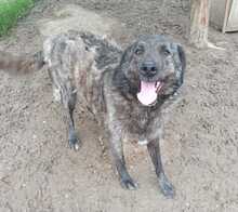 MUCKY, Hund, Mischlingshund in Rumänien - Bild 3
