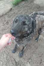 MUCKY, Hund, Mischlingshund in Rumänien - Bild 4