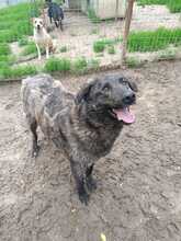 MUCKY, Hund, Mischlingshund in Rumänien - Bild 5