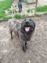 MUCKY, Hund, Mischlingshund in Rumänien - Bild 6