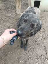 MUCKY, Hund, Mischlingshund in Rumänien - Bild 7